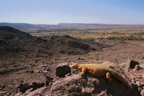 morocco_fauna21.jpg